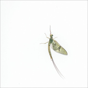 12th May 2023 - The mayflies are coming!