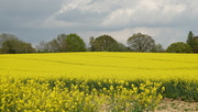 12th May 2023 - a field of gold