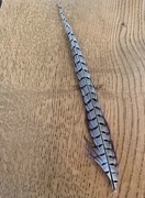 12th May 2023 - Pheasant feather