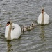 New Forest Swans and Cygnets