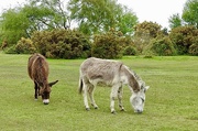 9th May 2023 - New Forest Donkeys