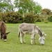 New Forest Donkeys by susiemc