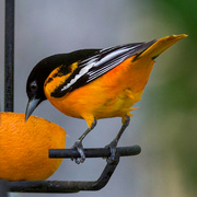 12th May 2023 - Papa Baltimore Oriole
