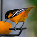 Papa Baltimore Oriole by berelaxed