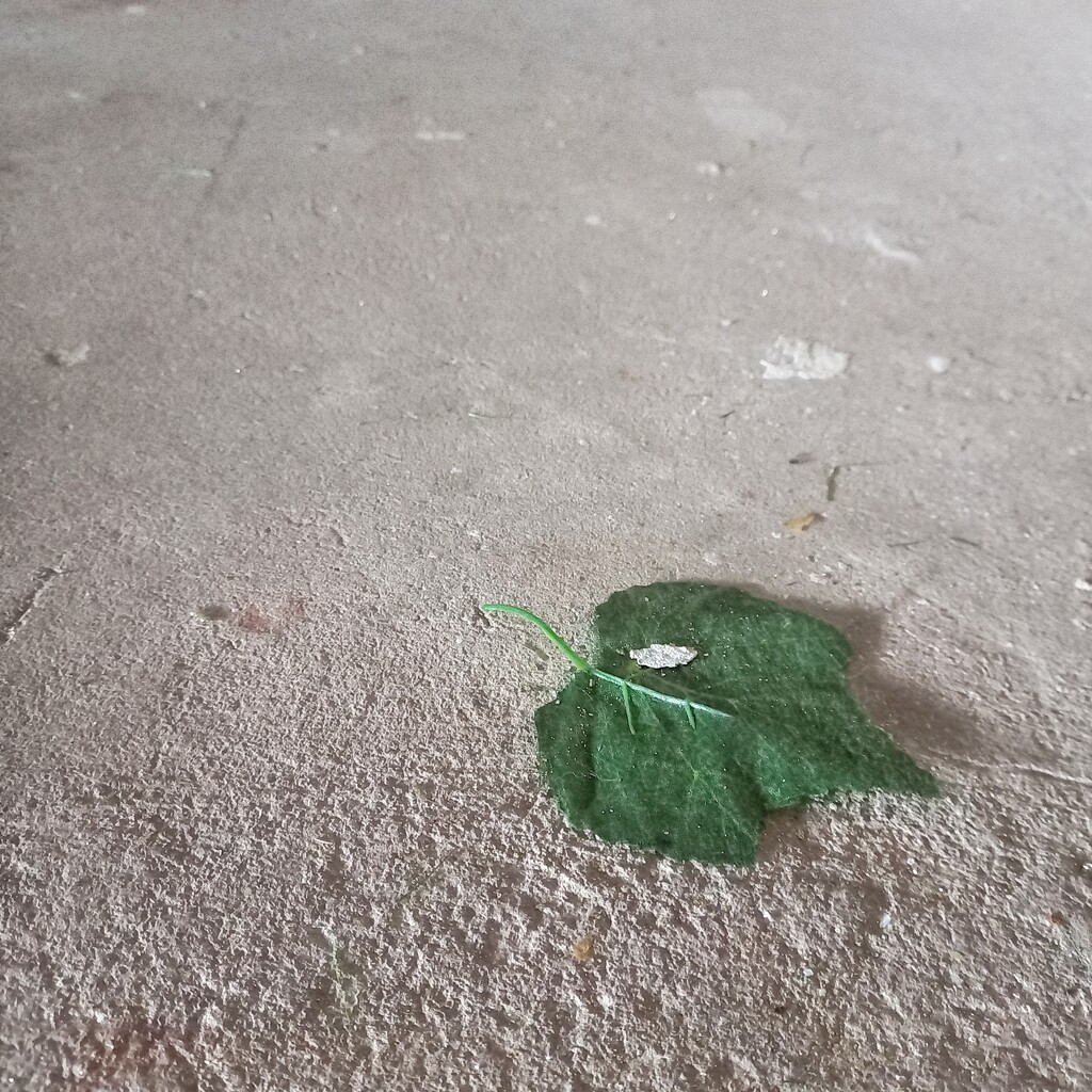 Lone leaf  by salza