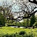 Buslingthorpe Pond by carole_sandford