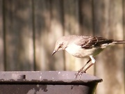13th May 2023 - My mealworm thief...