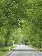 13th May 2023 - Tree lined road 