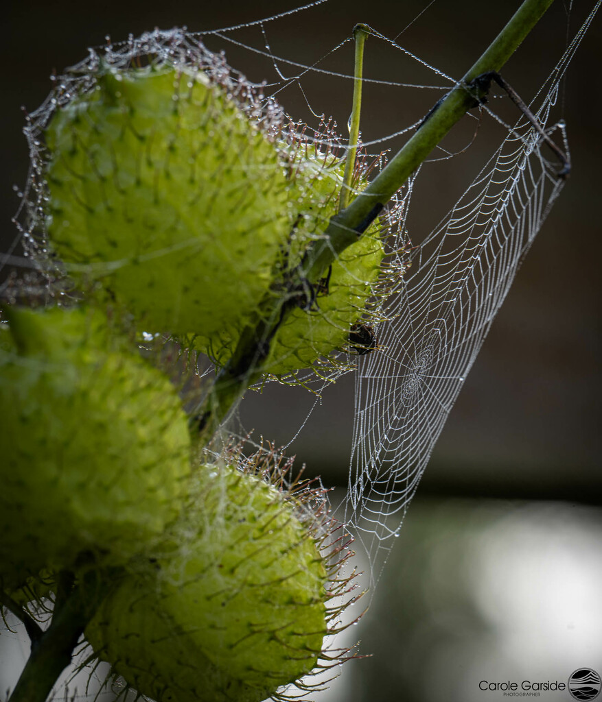 Cobwebs by yorkshirekiwi