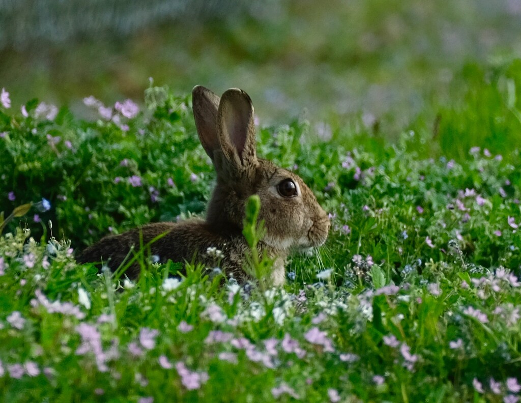 Spring Bunny by brocky59