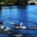 Elegant Swans Behaving Badly ~  by happysnaps