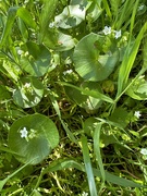 12th May 2023 - Miners’ Lettuce