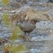 American Dipper by frantackaberry
