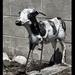 Weathered Cow Statue by eahopp