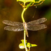 Dragonfly on the Vine! by rickster549