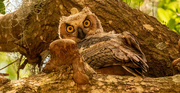 12th May 2023 - Great Horned Owl Baby!