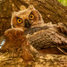 Great Horned Owl Baby! by rickster549