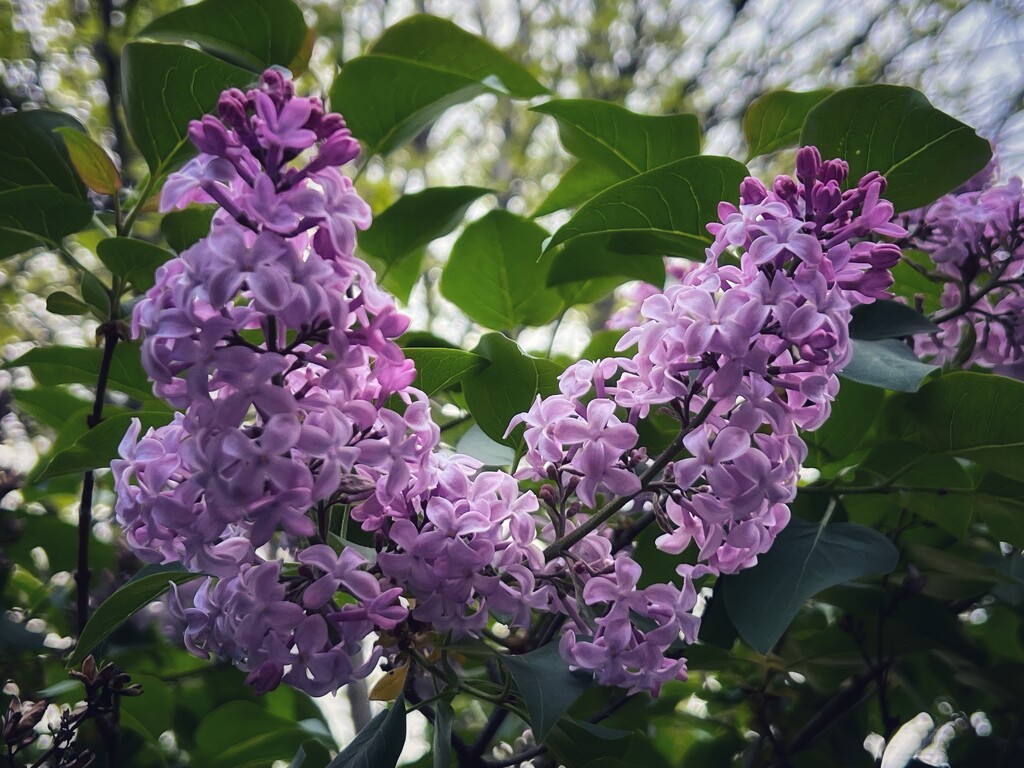 lilacs by amyk