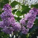 lilacs by amyk