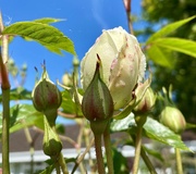 10th May 2023 - Budding with promise 