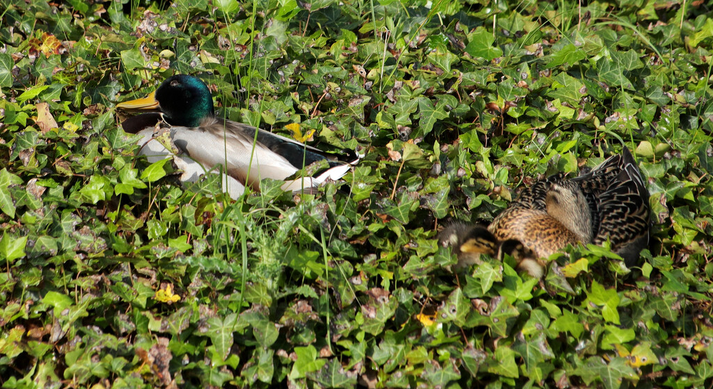 A Pair Of Sleeping Ducks by davemockford