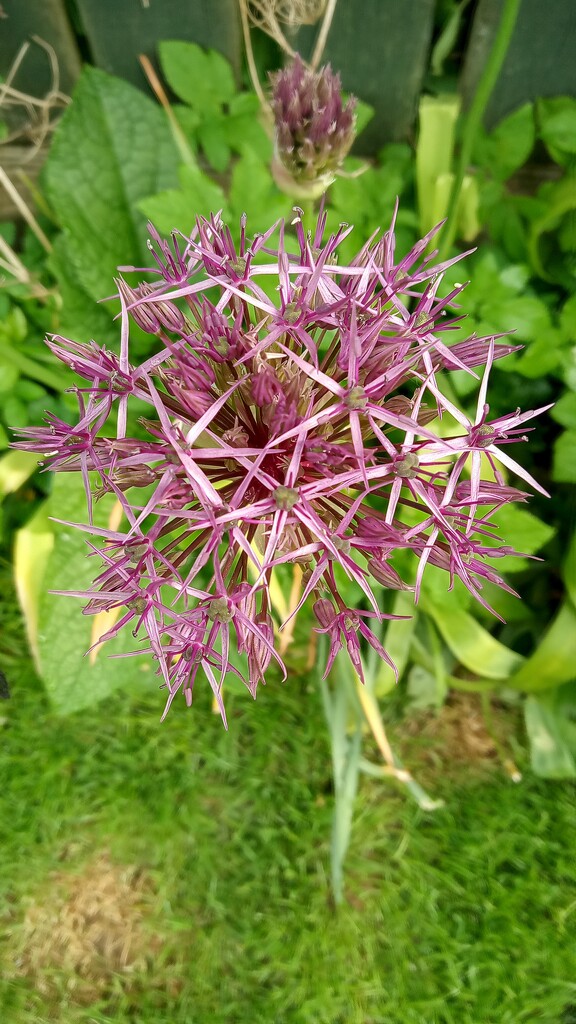 Alliums are out by 365projectorgjoworboys
