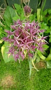 13th May 2023 - Alliums are out