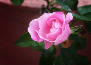 11th May 2023 - Pink Rose 