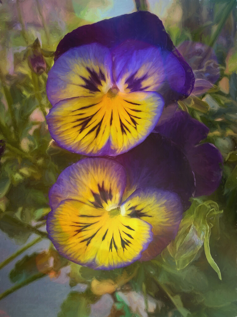 Pansy Faces  by joysfocus