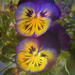 Pansy Faces 