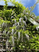 13th May 2023 - Wisteria 