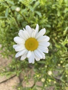 13th May 2023 - First daisy of the year