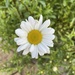 First daisy of the year by bill_gk