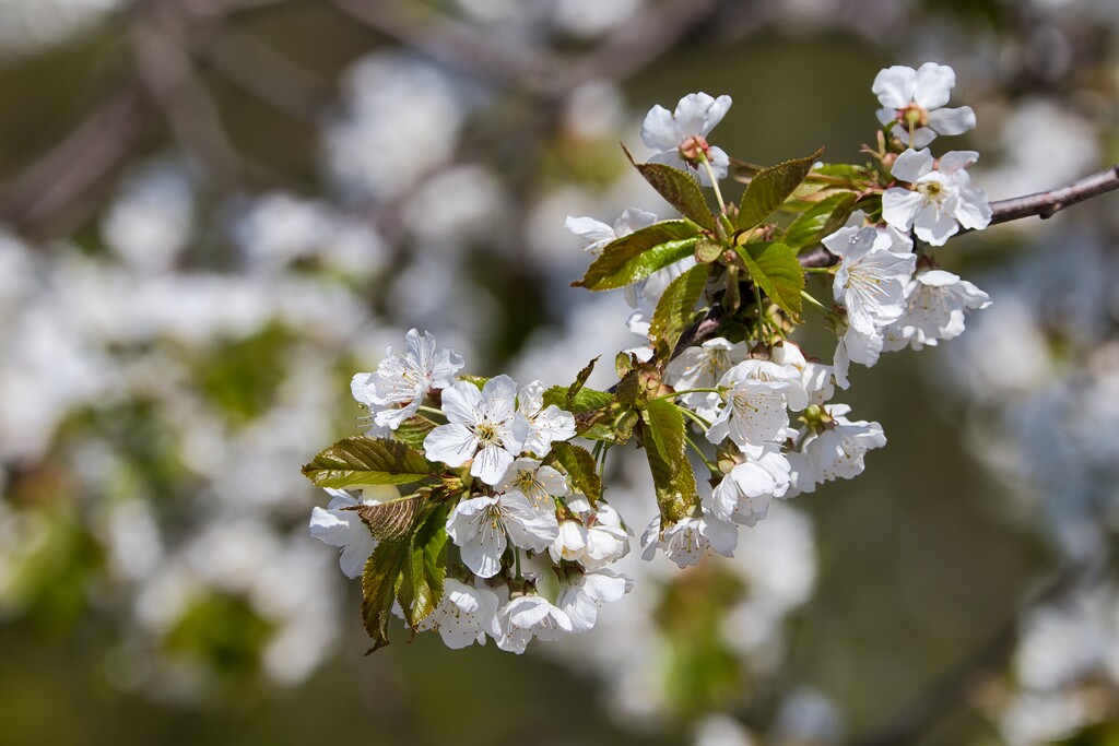 Sweet Cherry Blossoms by okvalle