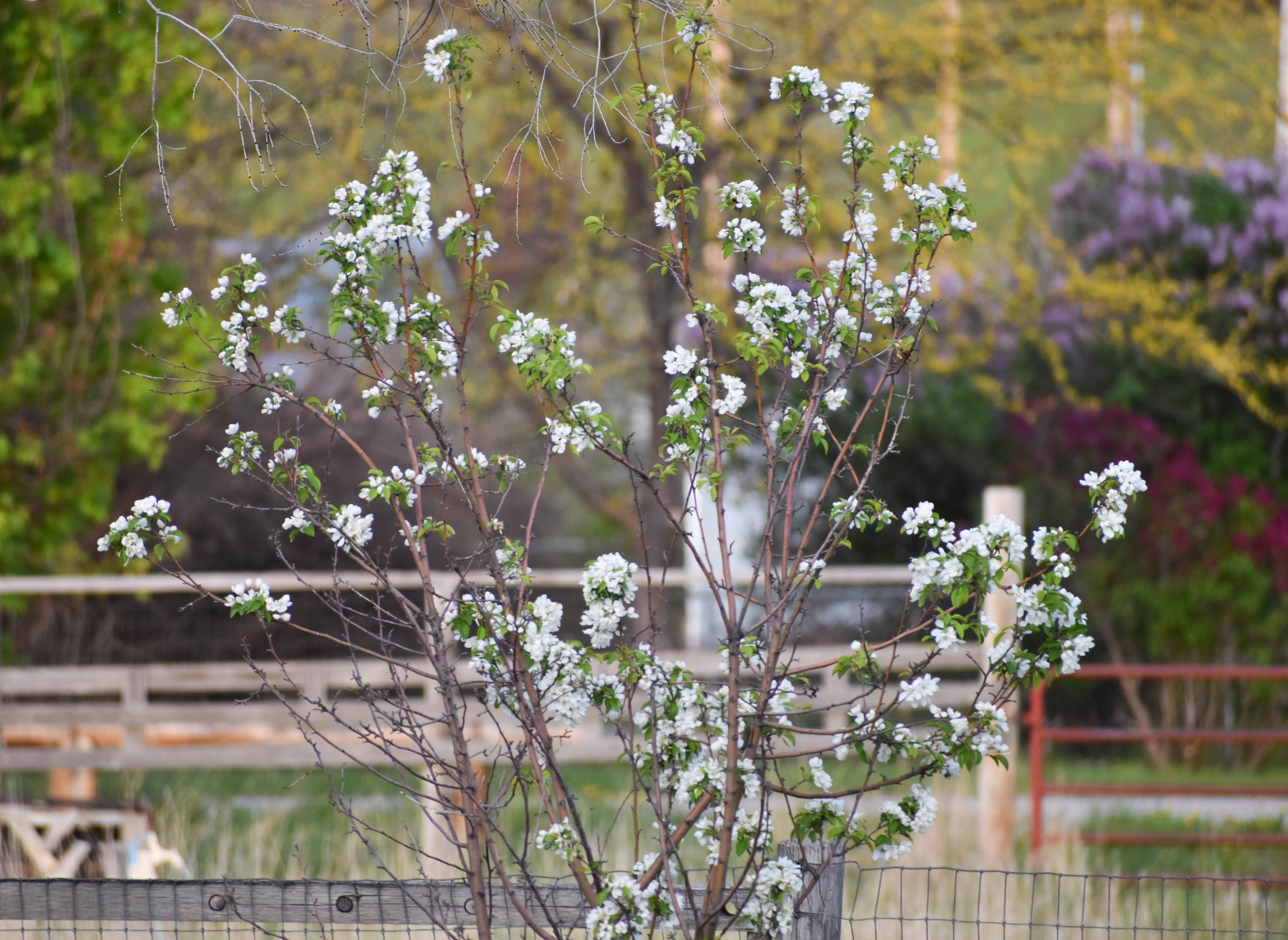 Houcks Crabapple - 6k2dr5f