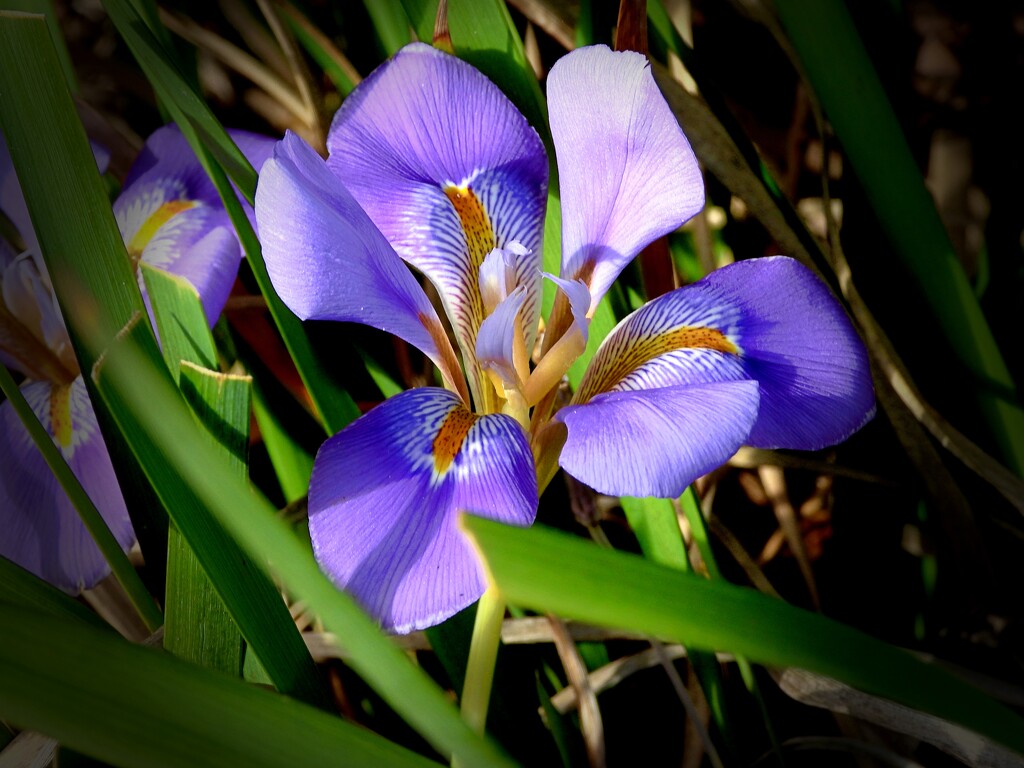 Early Iris by maggiemae