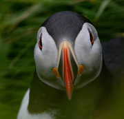 13th May 2023 - Puffin or Eurovision?