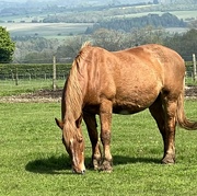 13th May 2023 - A Suffolk Punch horse. 