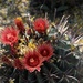 May 11 Fishhook cactus flower by sandlily