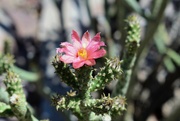 11th May 2023 - May 11 cactus flower