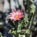 May 11 cactus flower by sandlily
