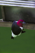 11th May 2023 - Redheaded Woodpecker
