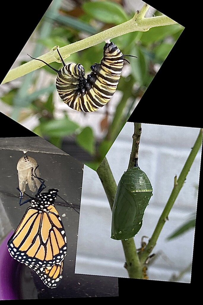 IMG_0410Three stages in the life of a monarch Butterfly.  An older photo by Dawn