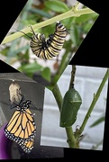 14th May 2023 - IMG_0410Three stages in the life of a monarch Butterfly.  An older photo