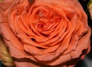 12th May 2023 - May 12 Peach Rose