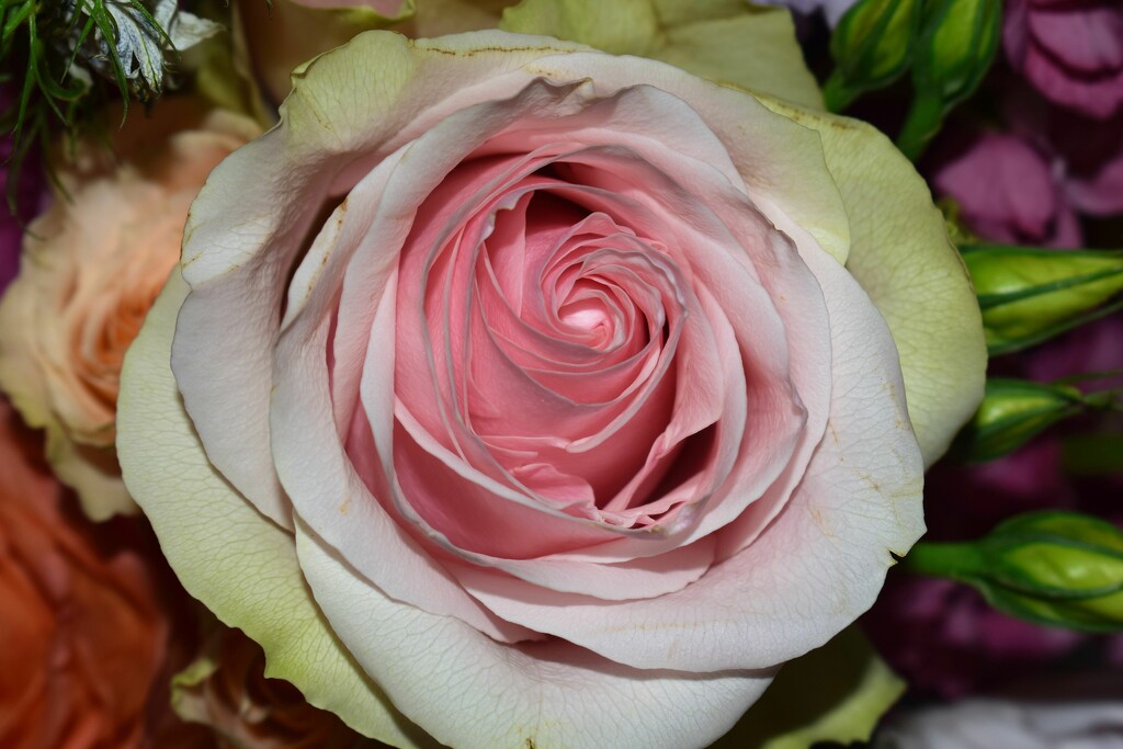 May 11 Pink Rose by sandlily