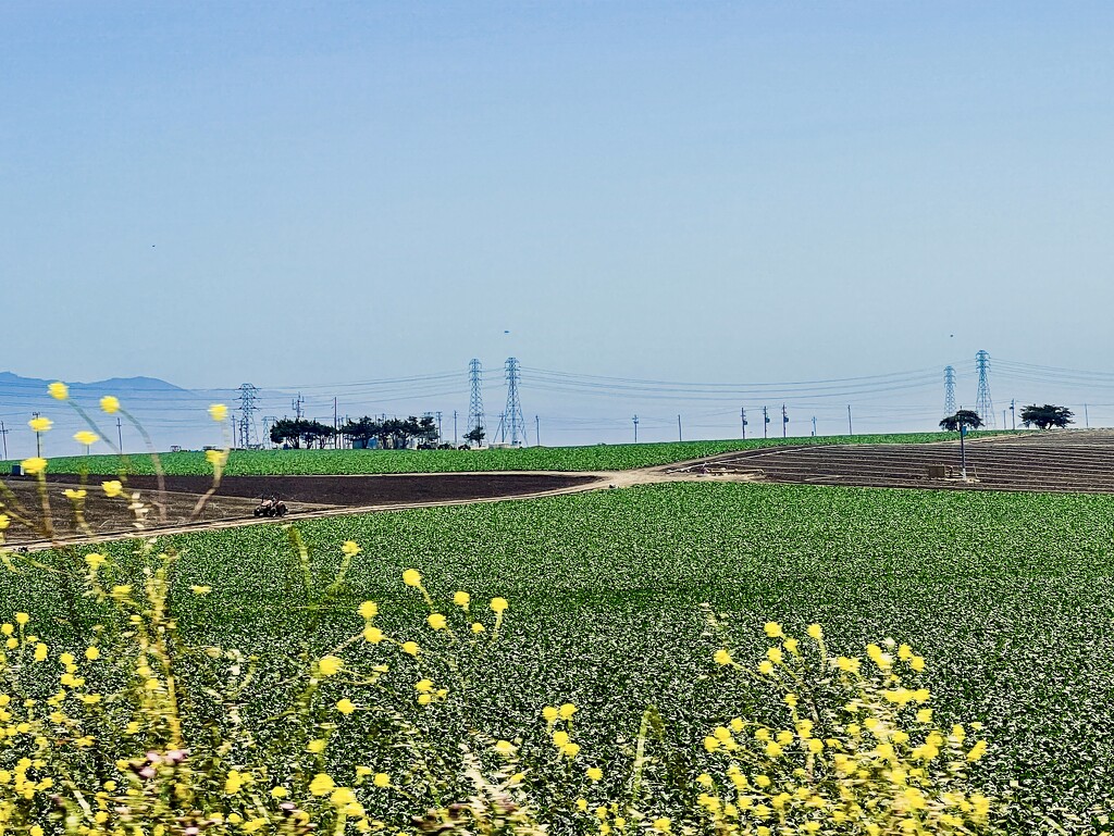 Fields by 2022julieg