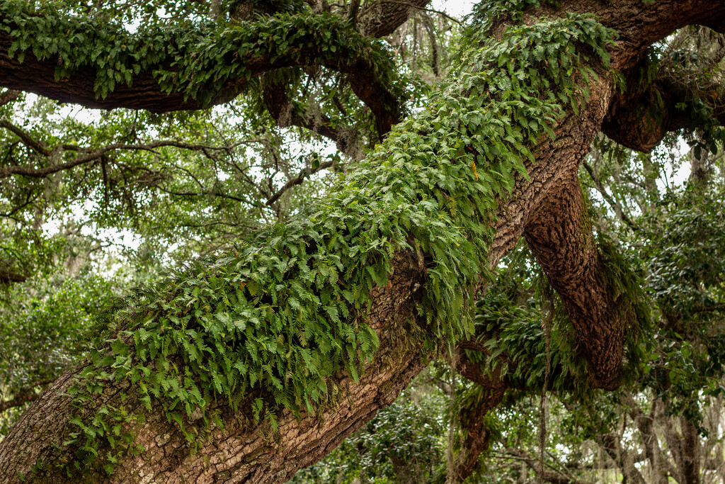 Never ending ferns by frodob