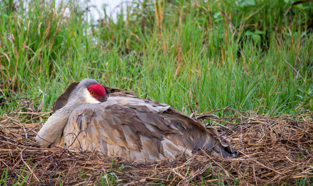 Sandhill Crane nesting by frodob