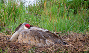 28th Feb 2023 - Sandhill Crane nesting